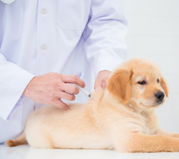 Dog Vaccinations in Masonic Home