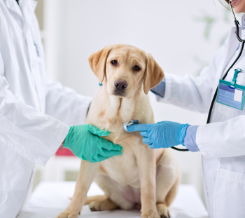 Grove City Animal Hospital