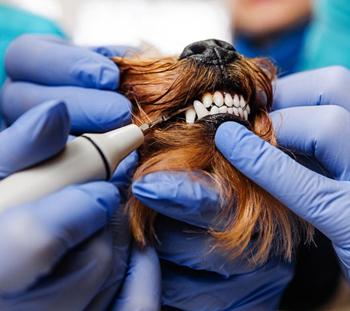 Columbus Dog Dentist