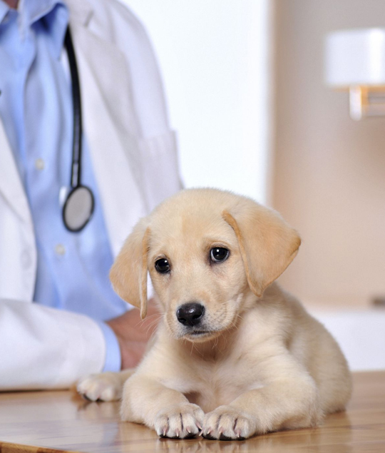 best Salem veterinarian clinic