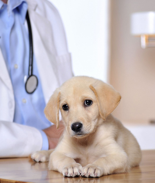 best Shiloh veterinarian clinic