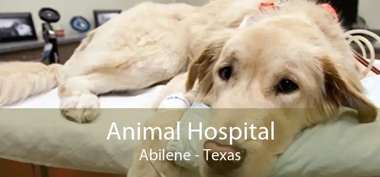 Animal Hospital Abilene - Texas