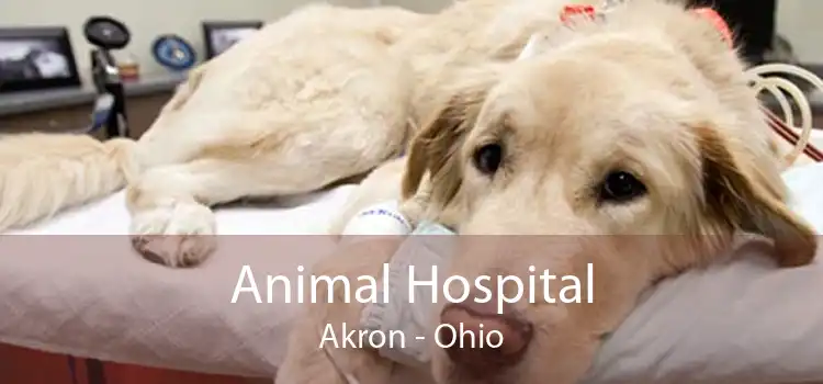 Animal Hospital Akron - Ohio