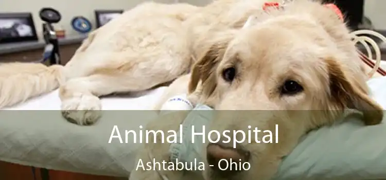 Animal Hospital Ashtabula - Ohio