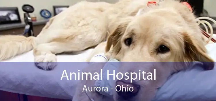 Animal Hospital Aurora - Ohio