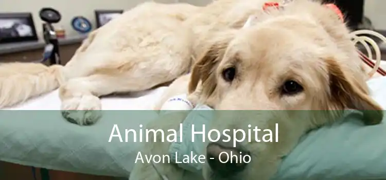 Animal Hospital Avon Lake - Ohio