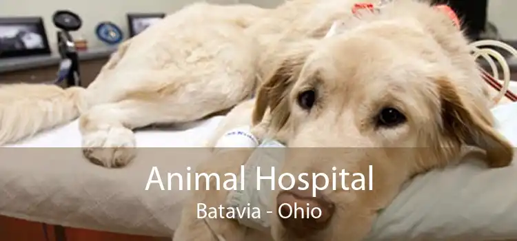 Animal Hospital Batavia - Ohio