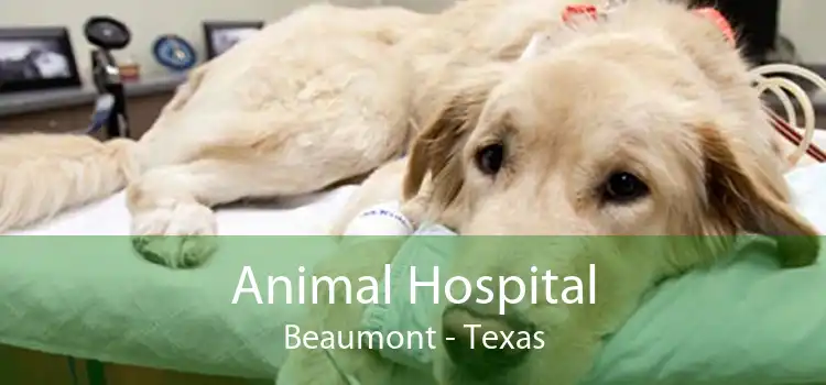 Animal Hospital Beaumont - Texas