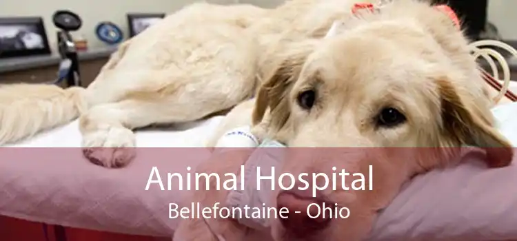 Animal Hospital Bellefontaine - Ohio