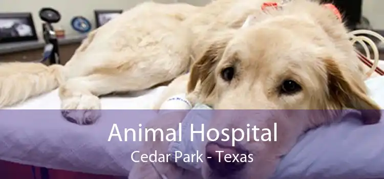Animal Hospital Cedar Park - Texas