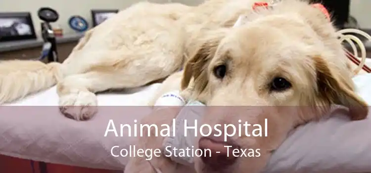 Animal Hospital College Station - Texas