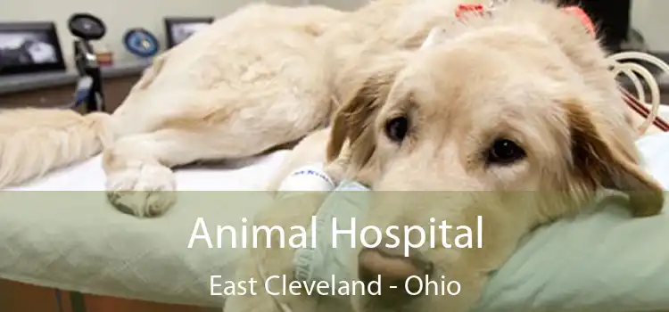 Animal Hospital East Cleveland - Ohio