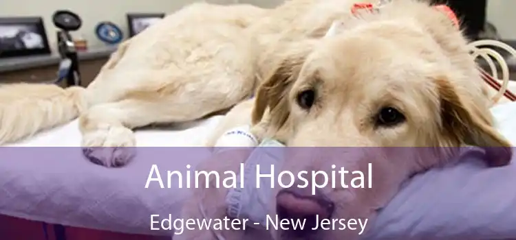 Animal Hospital Edgewater - New Jersey