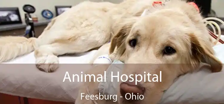 Animal Hospital Feesburg - Ohio