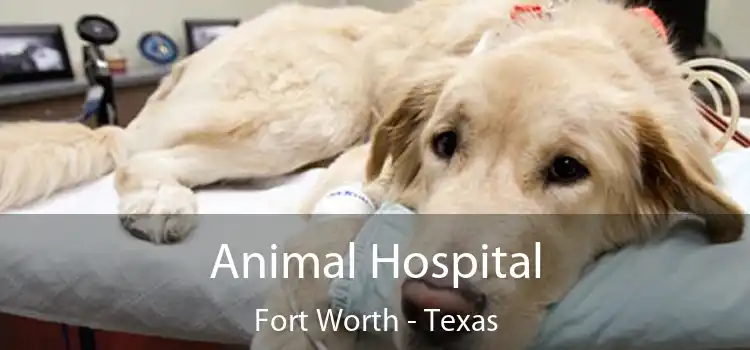 Animal Hospital Fort Worth - Texas