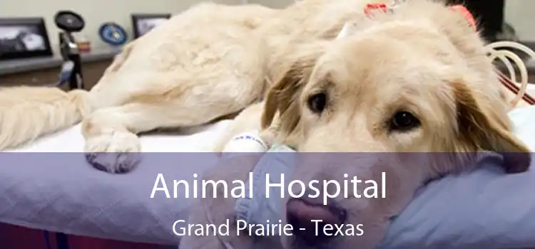 Animal Hospital Grand Prairie - Texas