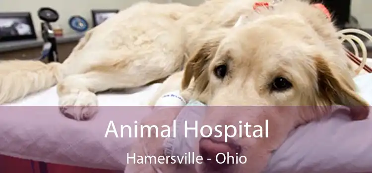 Animal Hospital Hamersville - Ohio