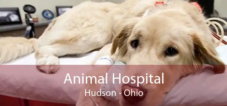 Animal Hospital Hudson - Ohio