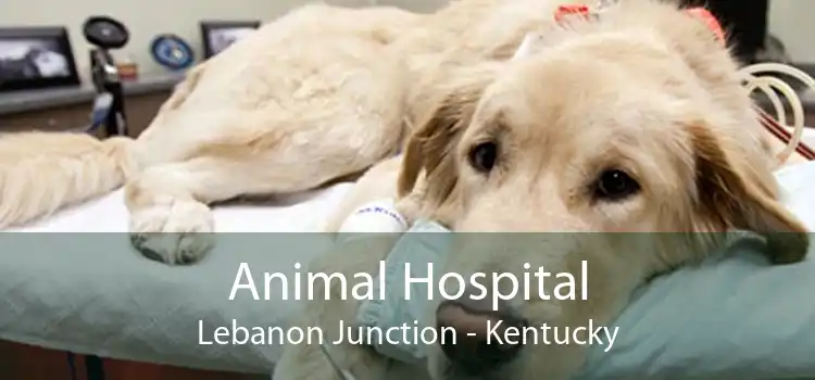 Animal Hospital Lebanon Junction - Kentucky