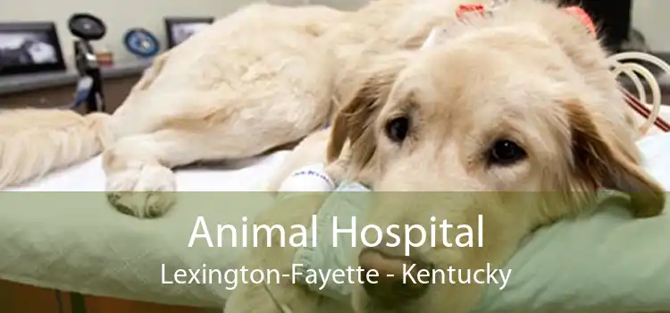 Animal Hospital Lexington-Fayette - Kentucky