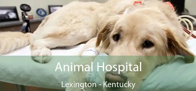 Animal Hospital Lexington - Kentucky