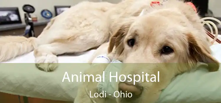 Animal Hospital Lodi - Ohio