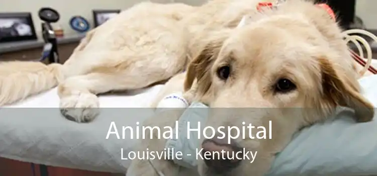 Animal Hospital Louisville - Kentucky