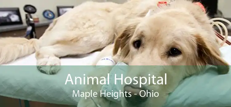 Animal Hospital Maple Heights - Ohio