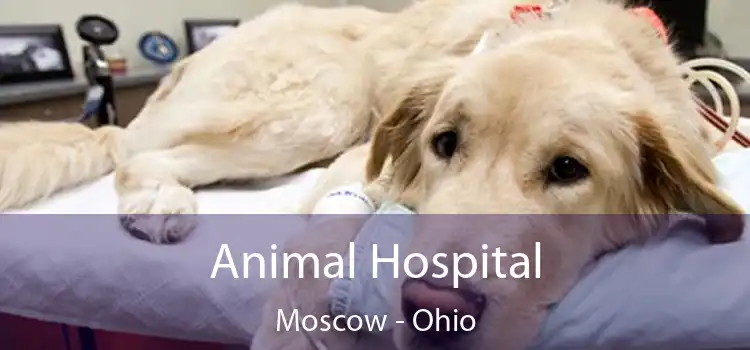 Animal Hospital Moscow - Ohio