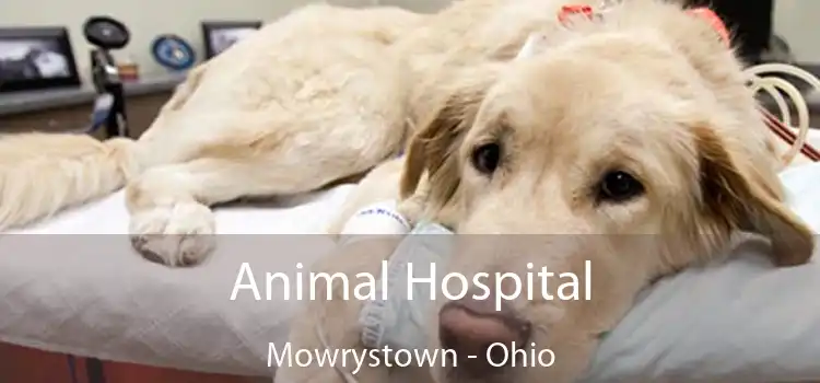 Animal Hospital Mowrystown - Ohio