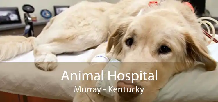Animal Hospital Murray - Kentucky