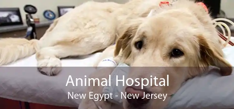 Animal Hospital New Egypt - New Jersey