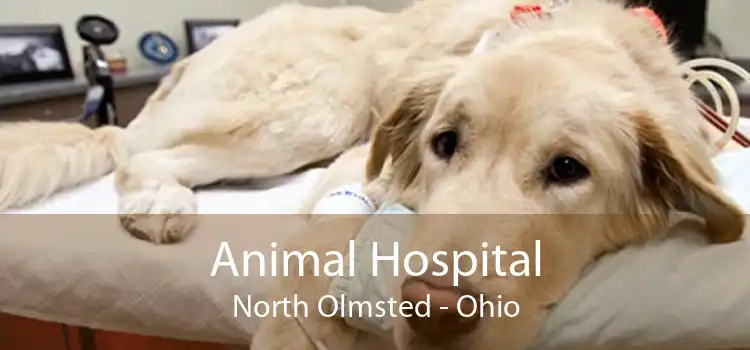 Animal Hospital North Olmsted - Ohio