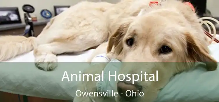 Animal Hospital Owensville - Ohio