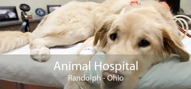 Animal Hospital Randolph - Ohio