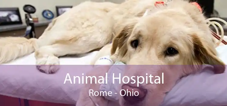 Animal Hospital Rome - Ohio