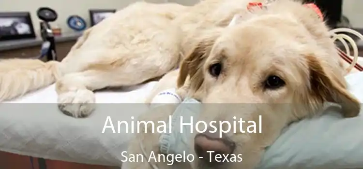 Animal Hospital San Angelo - Texas