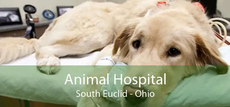 Animal Hospital South Euclid - Ohio