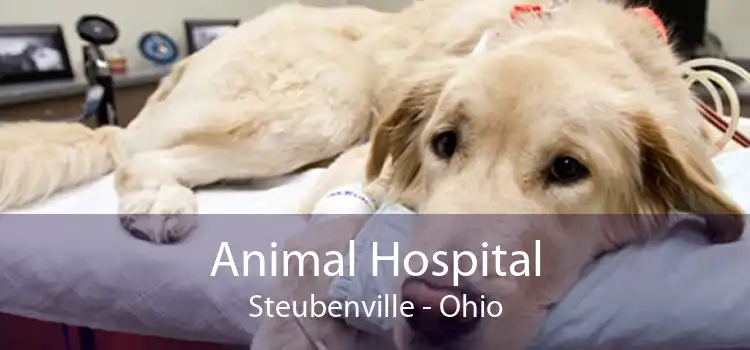 Animal Hospital Steubenville - Ohio