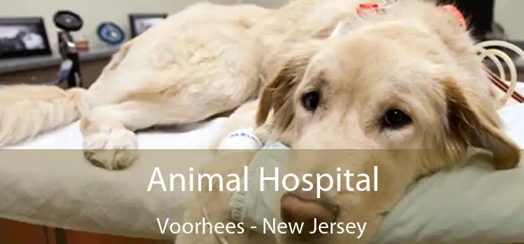 Animal Hospital Voorhees - New Jersey