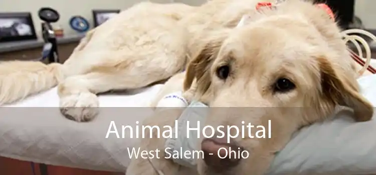 Animal Hospital West Salem - Ohio