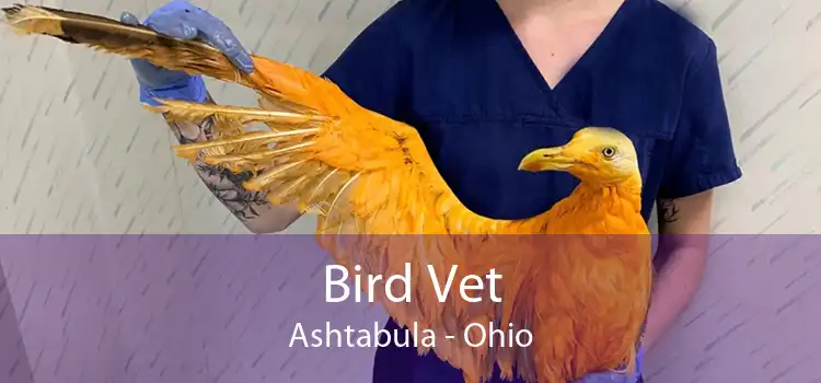 Bird Vet Ashtabula - Ohio