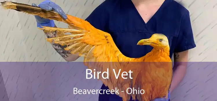 Bird Vet Beavercreek - Ohio