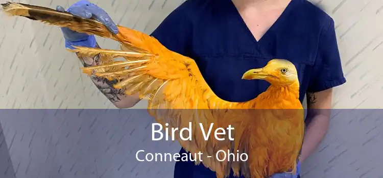 Bird Vet Conneaut - Ohio
