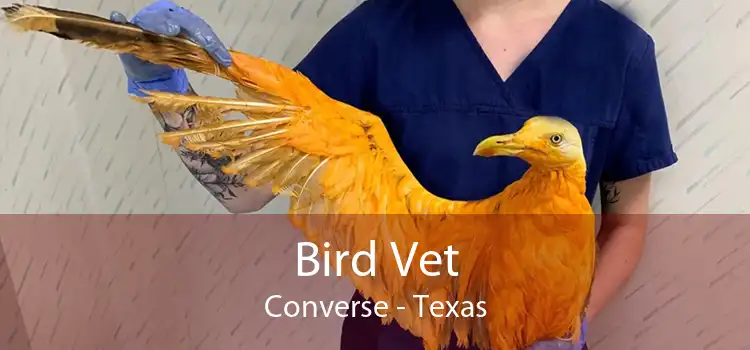 Bird Vet Converse - Texas