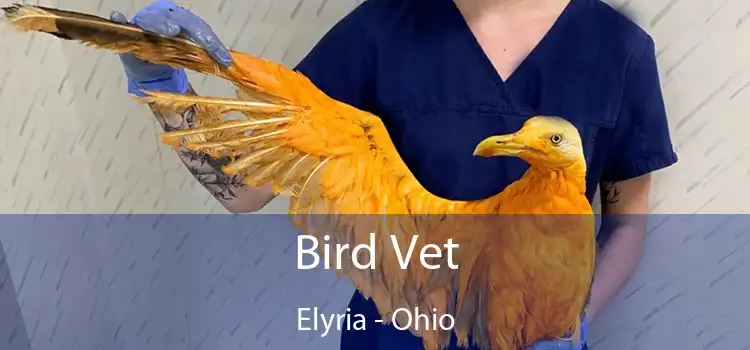 Bird Vet Elyria - Ohio