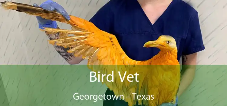 Bird Vet Georgetown - Texas