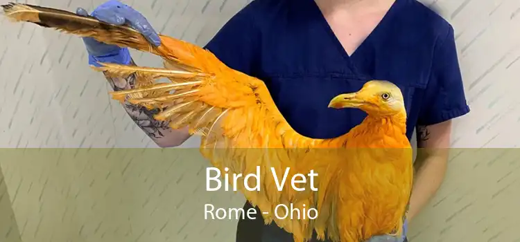 Bird Vet Rome - Ohio