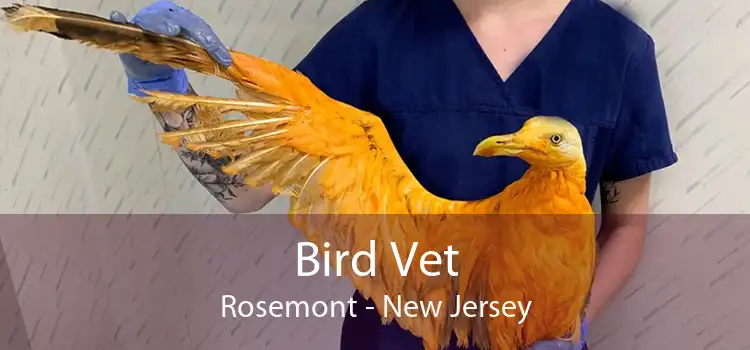 Bird Vet Rosemont - New Jersey