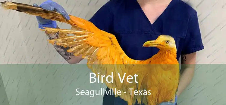 Bird Vet Seagullville - Texas